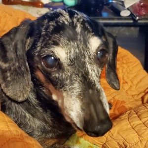 Meet your Posher, Jinjer